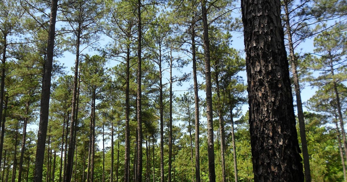 Meet A Tree Meet the "Loblolly Pine" Pinus taeda