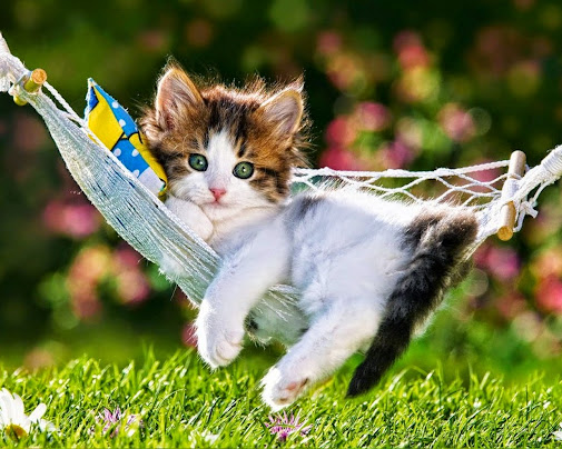 beautiful_cat.jpg