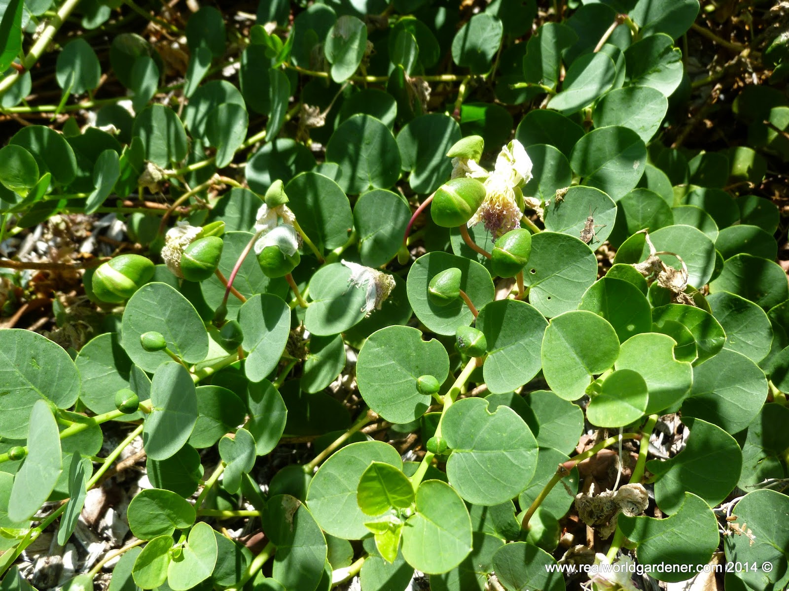 Real World Gardener Shakespearean Idylls with Wattle Capers and Correas