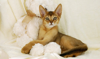 Abyssinian Cat behaviour