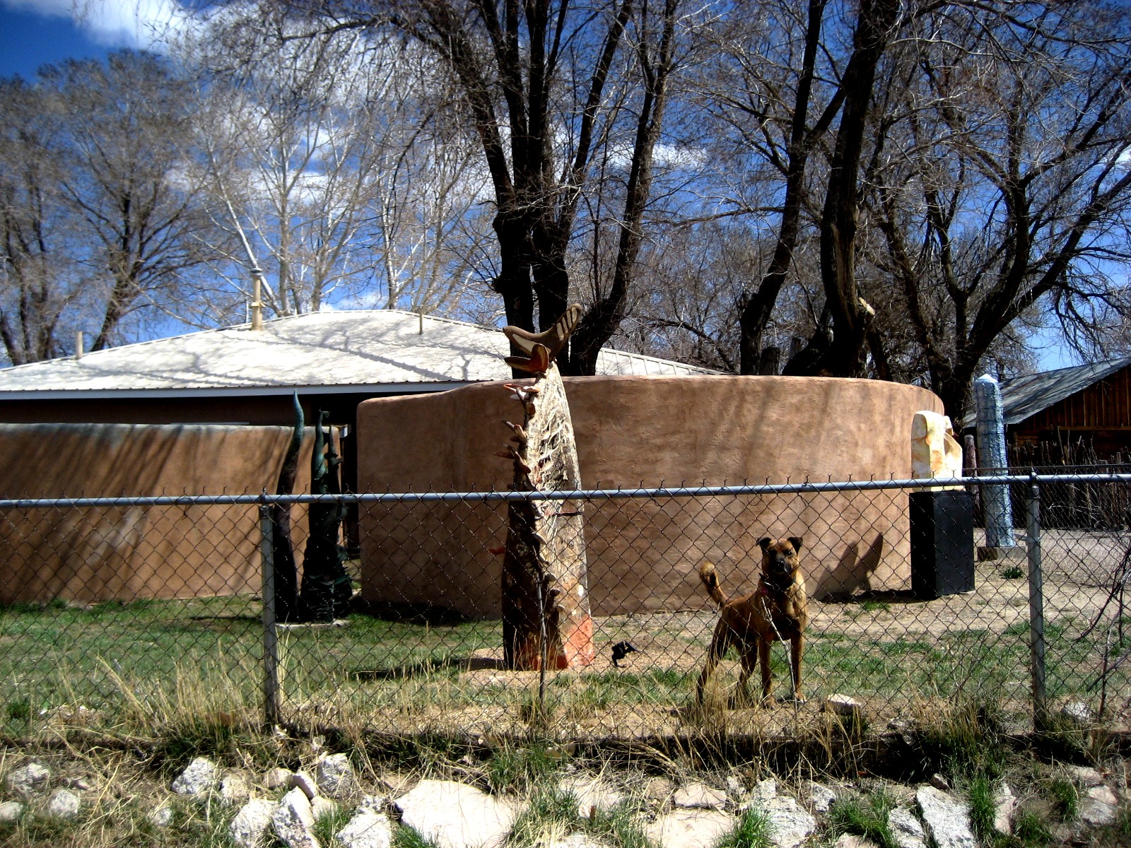 Living Rootless Cuba, New Mexico Antlers, "Bunker" Lane, and
