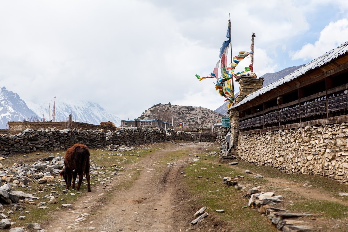 200км по красно-белым черточкам.. Around Annapurna. март-апрель 2017