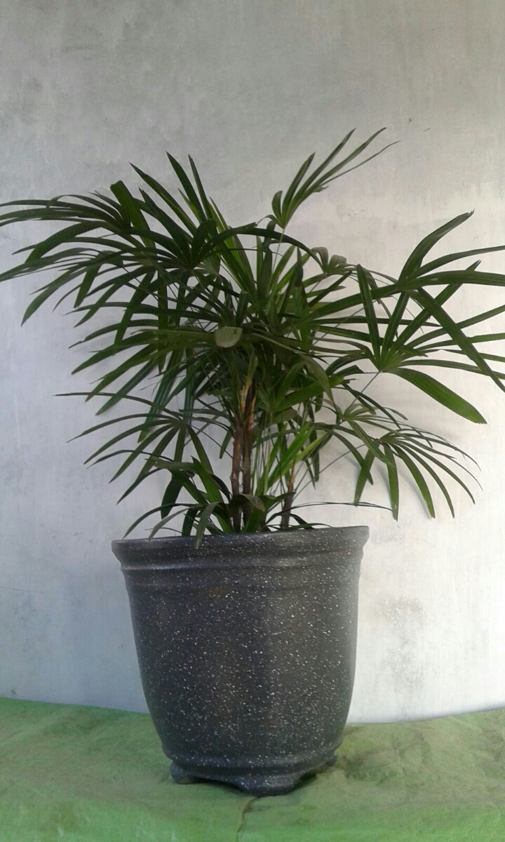 Dekorasi taman hias dan jual tanaman hias di solo Indoor plant rental jpg (720x1200)