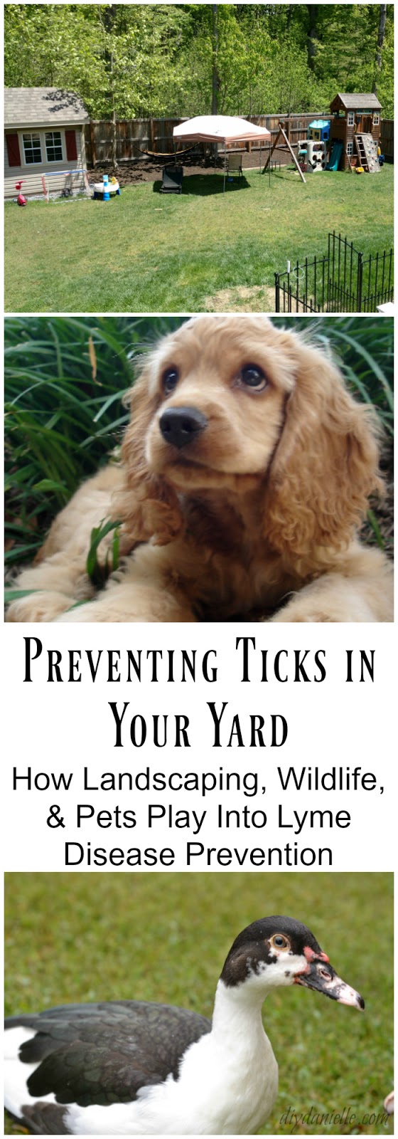Preventing Ticks in Your Yard: How Landscaping, Wildlife, and Pets Play Into Lyme Disease Prevention How to Prevent Ticks in Your Yard