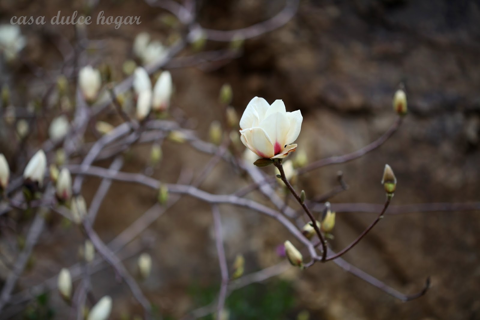 casa dulce hogar: Por el jardín y la casa a mediados de invierno