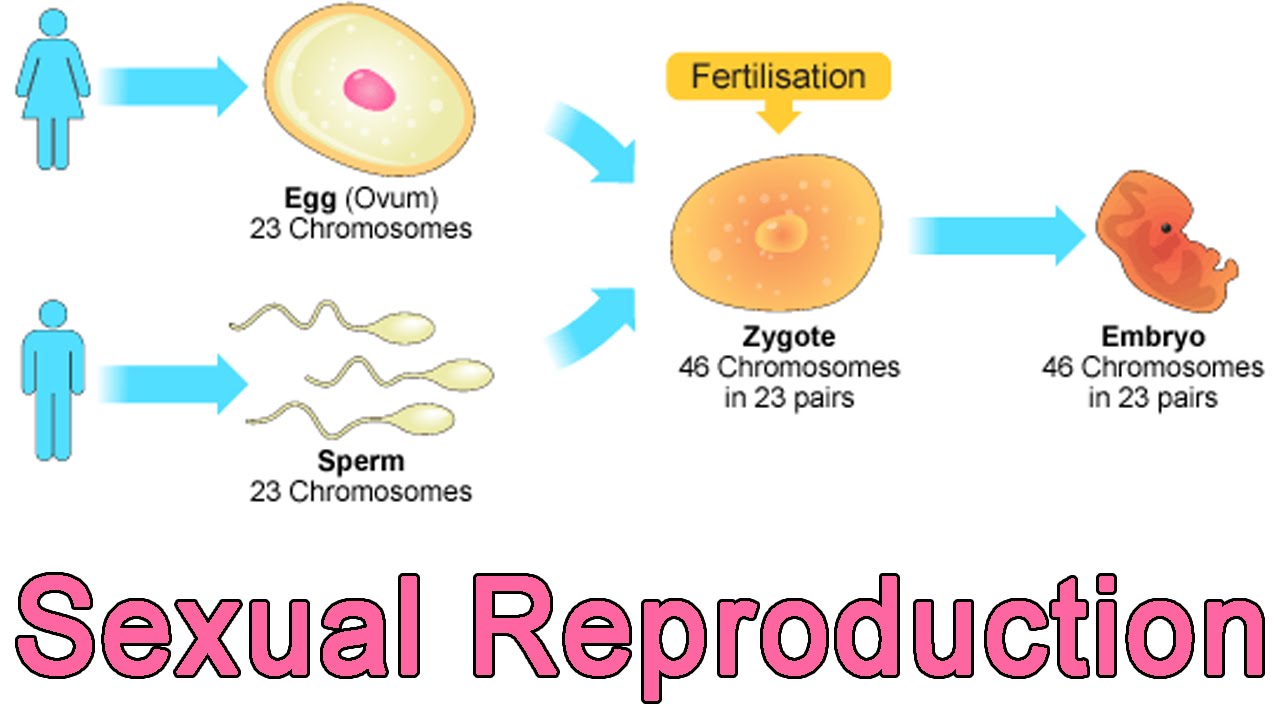 Introduction Of Reproduction ~ Biology Blog