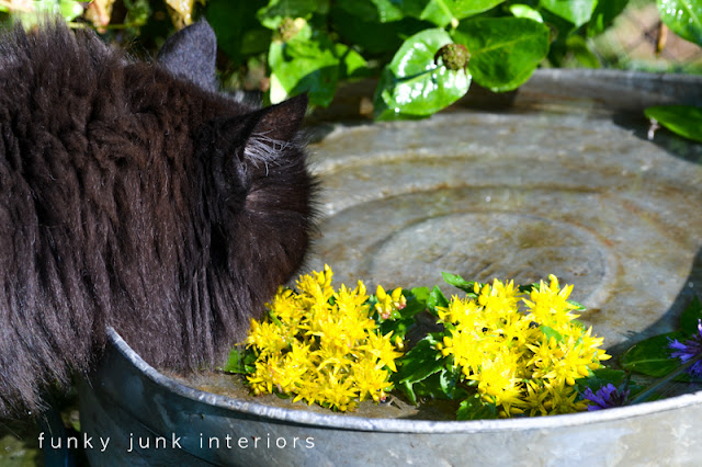 Learn how to whip up this 5 minute garbage can bird bath! Easy, rustic, and your other pets will enjoy it too!