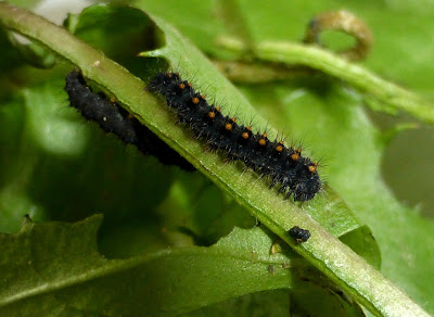 Lemonia taraxaci caterpillar Lemonia taraxaci caterpillar