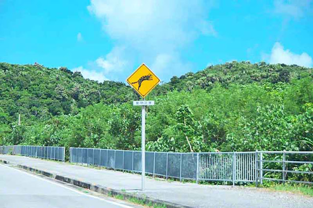 Yellow caution sign on highway, cat crossing country