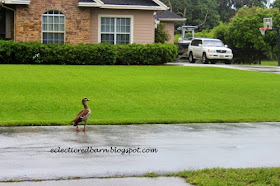 Duck in the road
