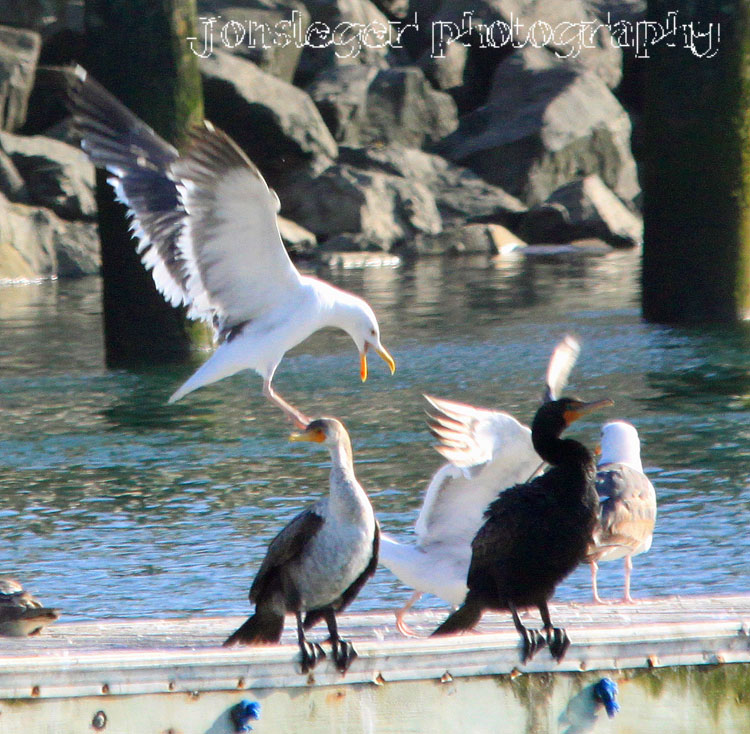 Northern Illinois Birder Eurasian Collared Dove, Ventura California Western Birds