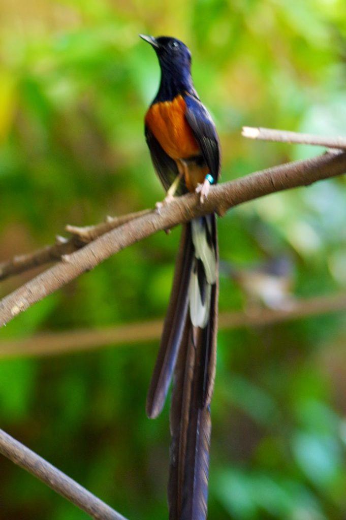 Ảnh những loài chim đẹp, quý hiếm của Việt Nam - ThienNhien.Net | Con người  và Thiên nhiên