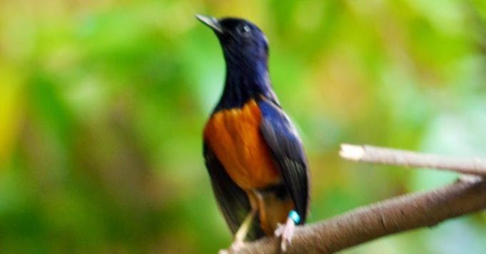 Cách chọn chim chích chòe lửa tốt - Pet Care 24h