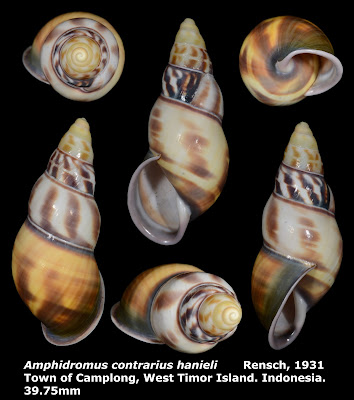 Amphidromus contrarius hanieli 39.75mm