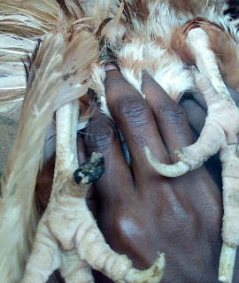 features of a good laying bird