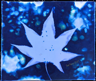 Wet cyanotype_Sue Reno_Image 257