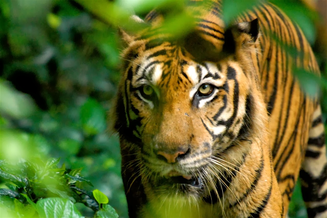 Ahlan Malaysia The Official Blog of Malaysia Tourism Saudi Arabia