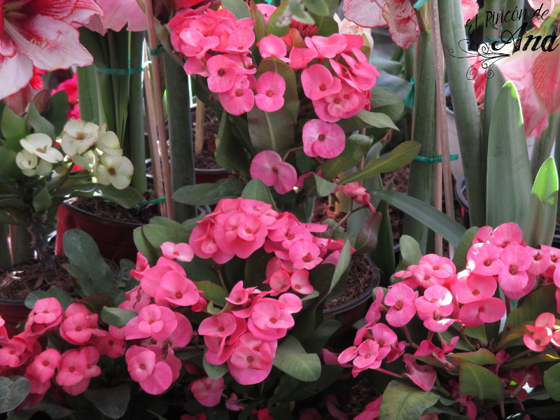 feria de la candelaria 2017