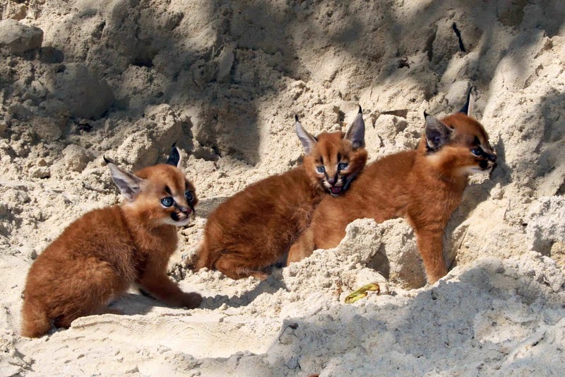 Four fluffy Caracal kittens were born on July 21 at Germany