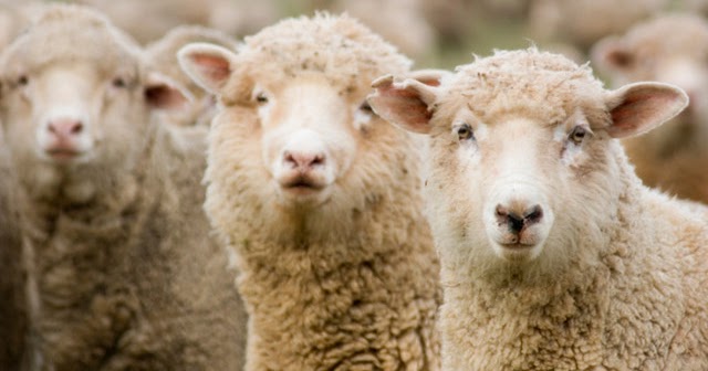 Pras Academy Smp Teknologi Reproduksi Pada Hewan