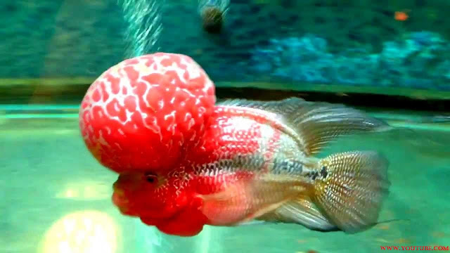 Gambar Ikan Luohan Juara Kontes Dari Tahun Ke Tahun Gambar Ikan Luohan Juara Kontes Tahun 2014