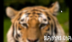 css hover blur effect