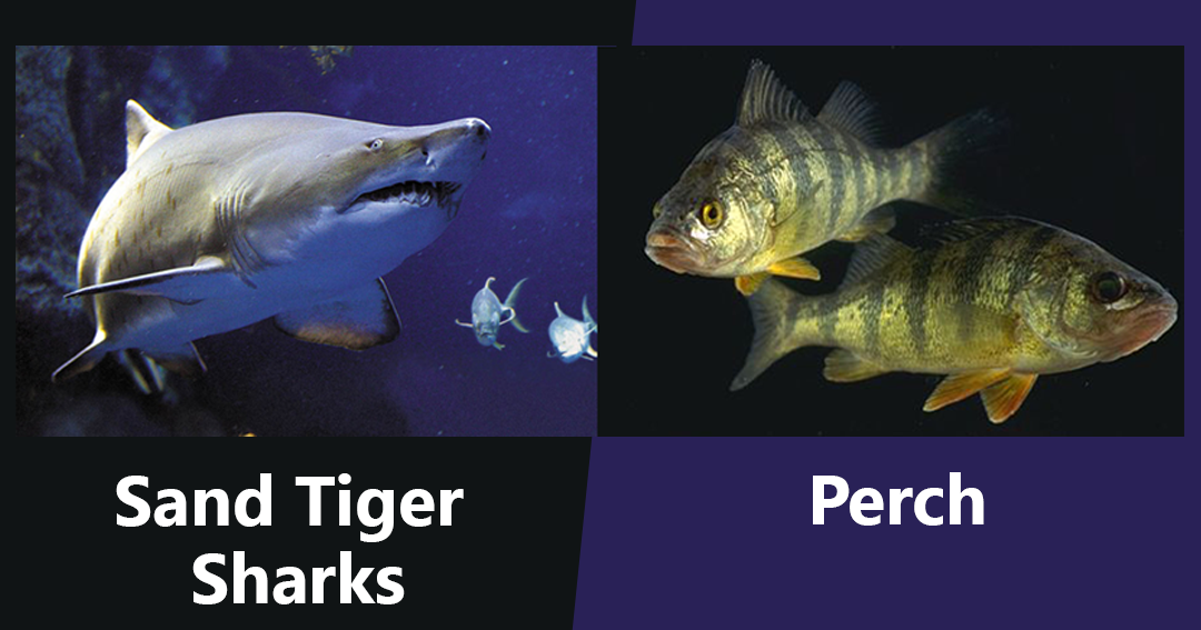 Animals That Eat Their Own Kind The Buzz Land