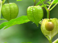 Manfaat Ampuh Buah Ciplukan untuk Menyembuhkan Beragam Penyakit Manfaat Ampuh Buah Ciplukan untuk Menyembuhkan Beragam Penyakit