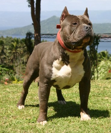 the bully quest alliance bqa the