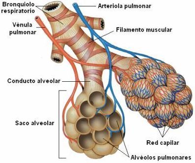 alveolos