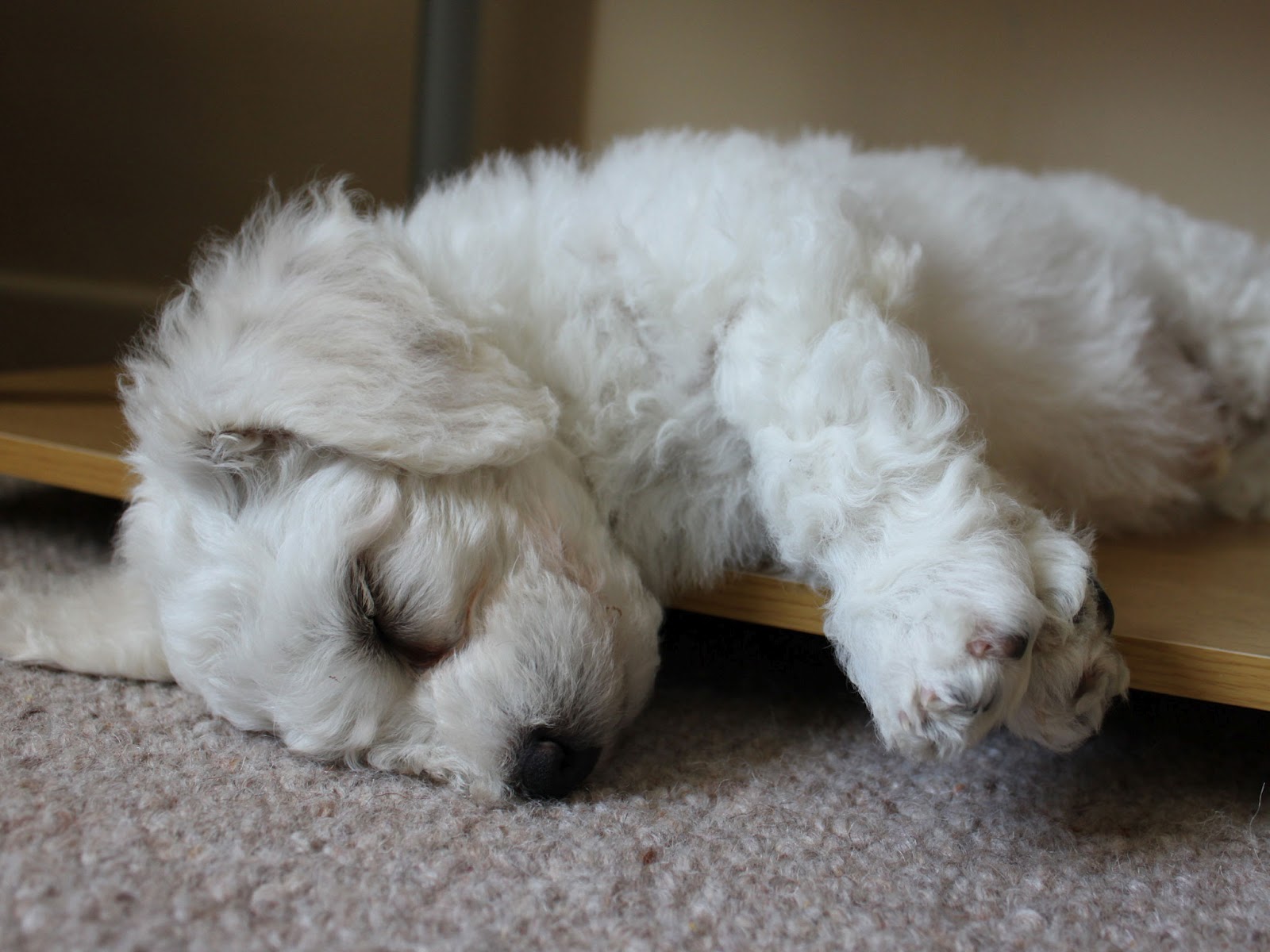 Funny Sleeping Puppy | Funny Animals