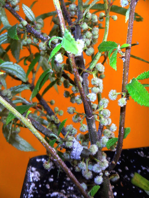 Suhosine Mulberry (Debregeasia edulis)