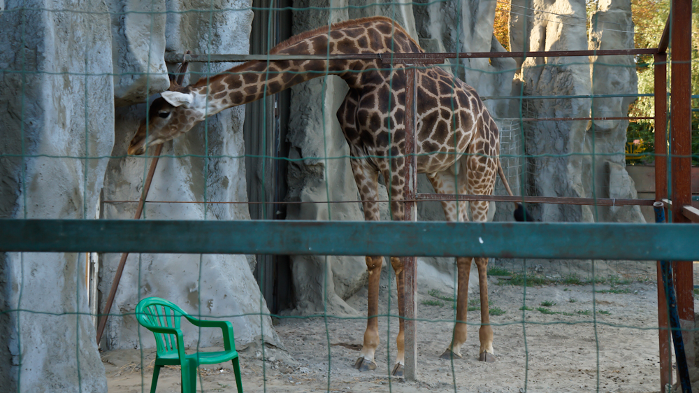 волгодонский зоопарк. зоопарк в краснодаре сафари парк. парк солнечный остров сафари парк.