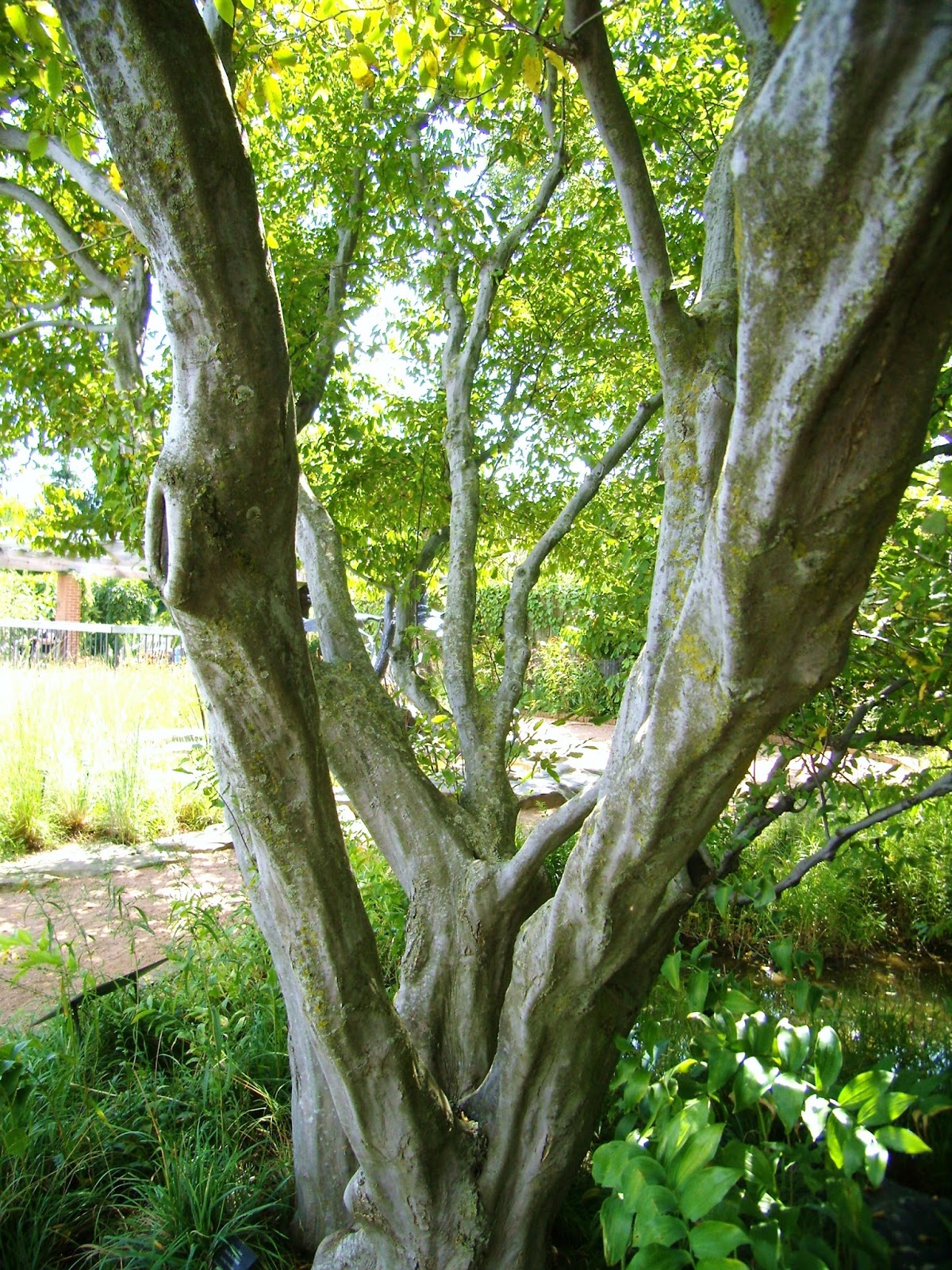 Trout Brook Landscaping: JULY Tree of the Month: American Hornbeam ...
