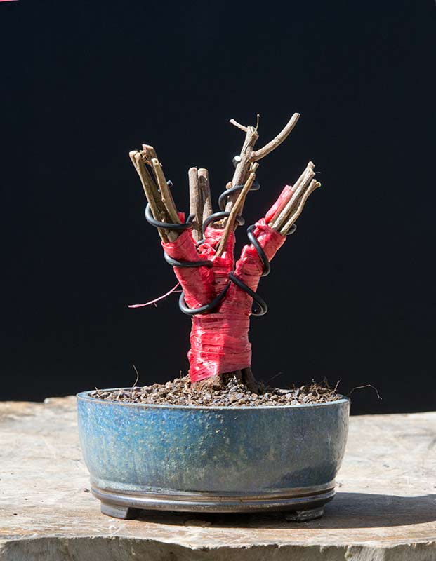 Walter Pall Bonsai Adventures Hank Miller starts a fused trunk ficus