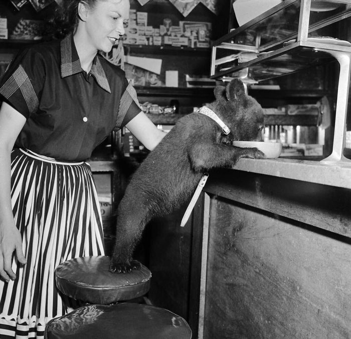 60 Inspiring Historic Pictures That Will Make You Laugh And Cry - A Bear Cub Eats A Bowl Of Honey At A Cafe, 1950