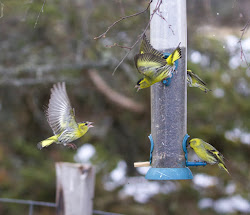 feather fly birds together dugan siskins desmond feeder