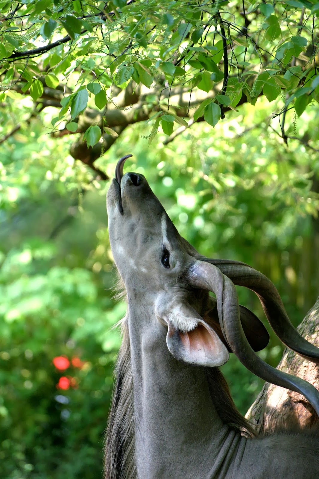 soziale Feldarbeit "Sozialraumbudgets", oder der Bock als Gärtner.