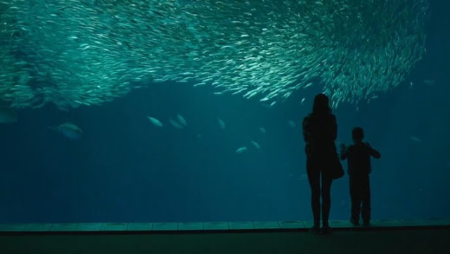 Monterey Aquarium - Big Little Lies