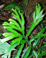 Selaginella intermedia