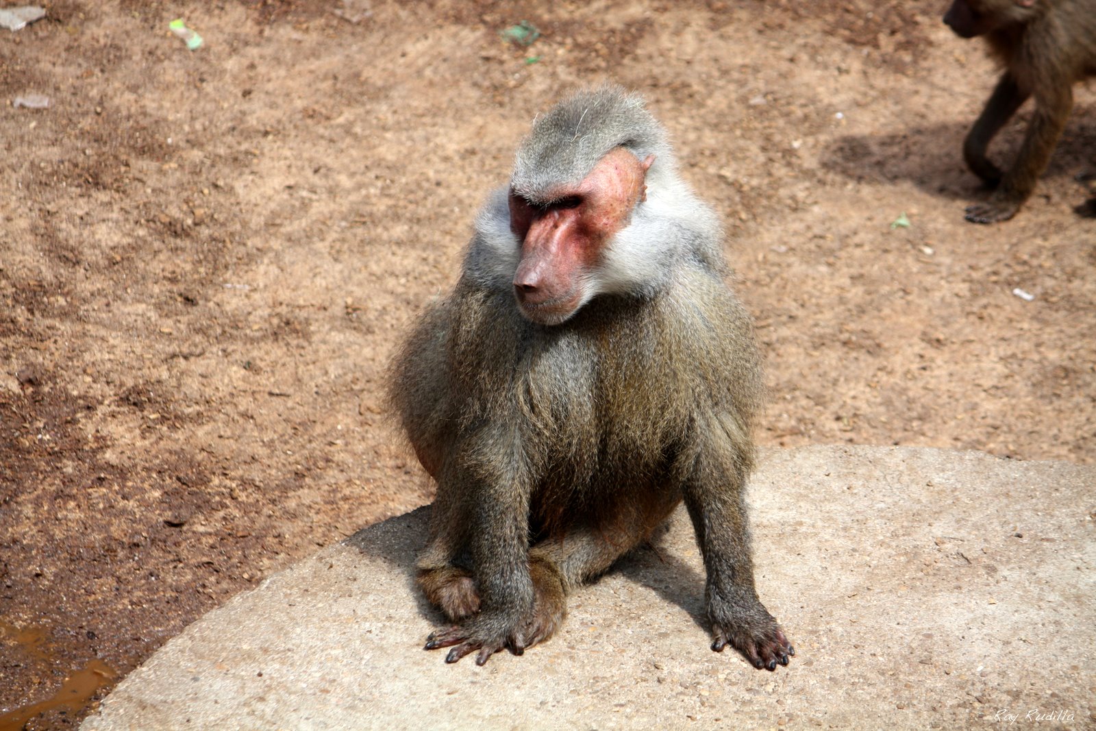 Fotito a Foto El último Mohicano