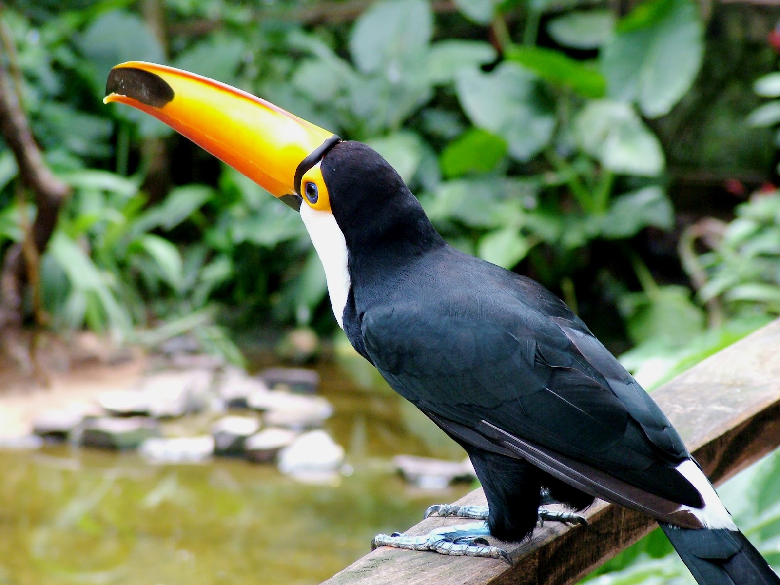 Rinaldo Alves - Fotografias: Tucano Bico Amarelo - Parque das Aves Foz ...