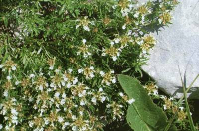 DAIKON CRVENI -Duga rotkva DAIKON CRVENI -Duga rotkva