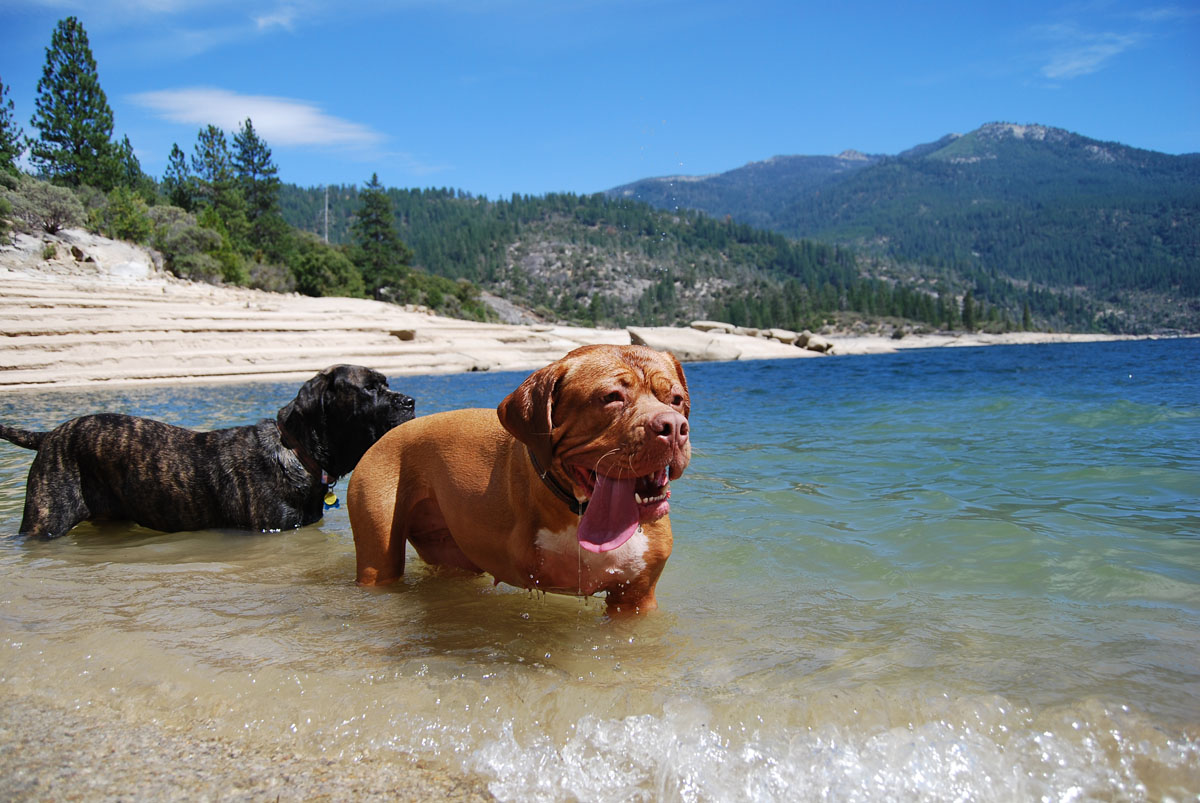 Mountain Dogs Mammoth Pool Reservoir, August 17