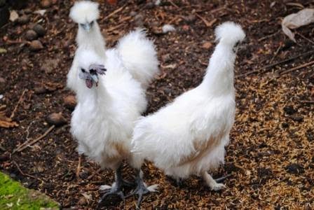 Usaha Ternak Ayam Kapas Berbagai Macam Ayam 