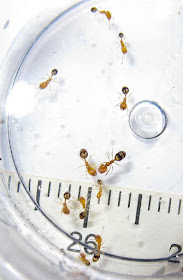 Workers of Monomorium destructor showing the four morphological expression of the caste