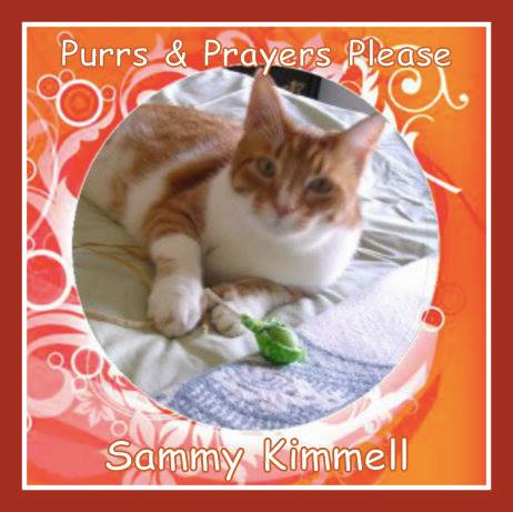 Our pal Sammy needs your purrs and prayers