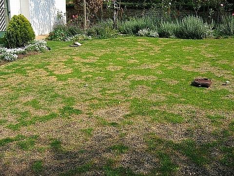 How To Get Rid Of Dog Spots On Lawn How To Get Rid Of Dog Spots On Lawn