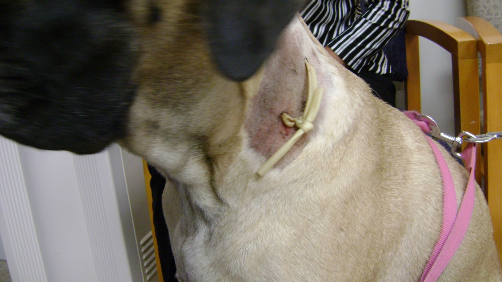 Coal Creek Veterinary Hospital