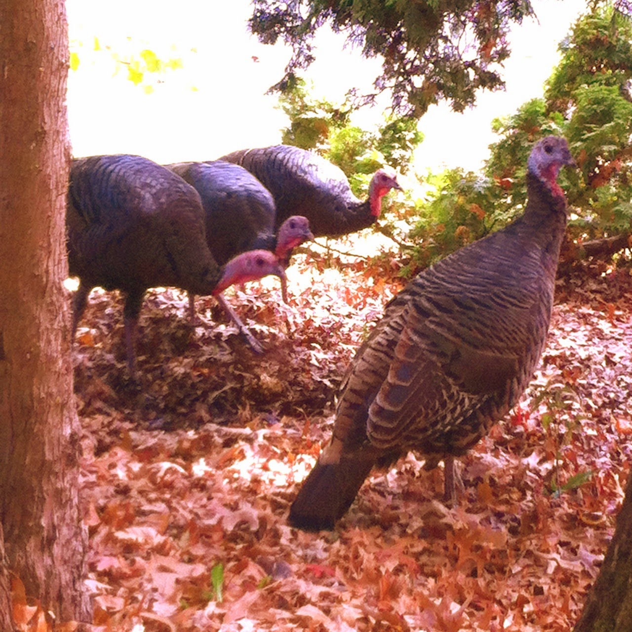 wild turkey, turkey, turkeys, Eugene, Oregon, Thanksgiving, autumn, fall, November